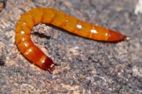 主要地下害蟲(chóng)——金針蟲(chóng)