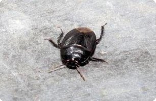 主要地下害蟲(chóng)——根土蝽