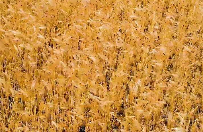 地下害蟲(chóng)綜合防治方法