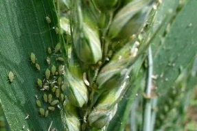 小麥蚜蟲(chóng)