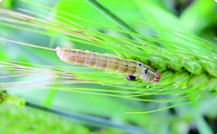 黏蟲(chóng)的發(fā)生與防治