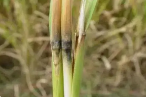 稻瘟病的發(fā)病因素