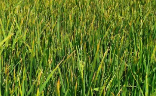 水稻紋枯病的癥狀