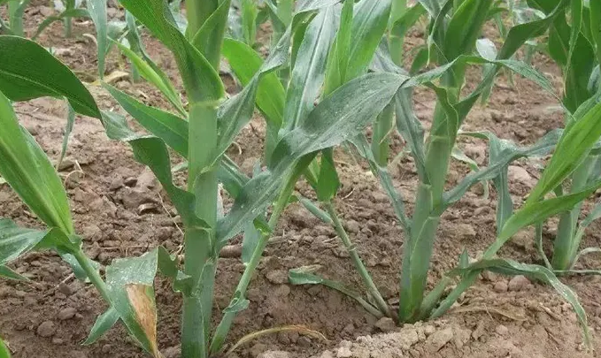 玉米粗縮病的癥狀