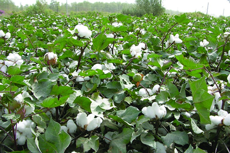 棉花苗期病害的癥狀