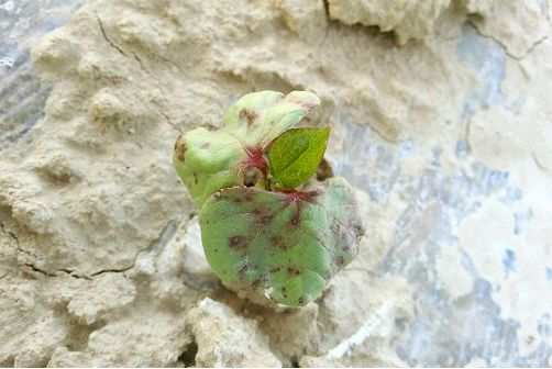 棉鈴病害的癥狀