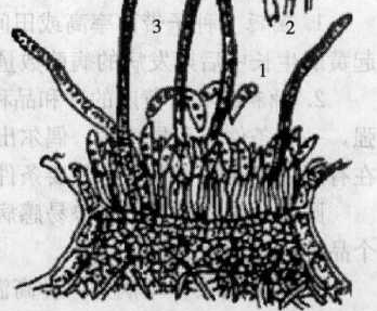 黃麻炭疽病的病原物