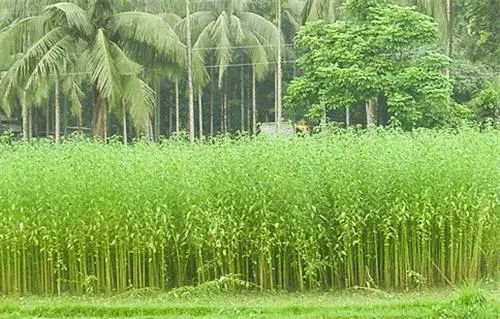 黃麻炭疽病的綜合治理