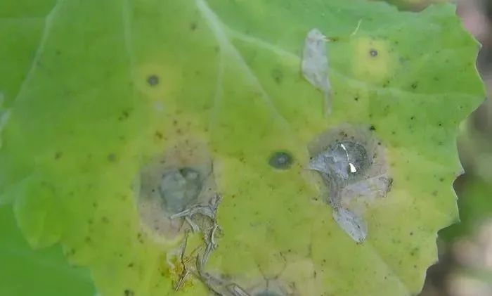 油菜菌核病的癥狀