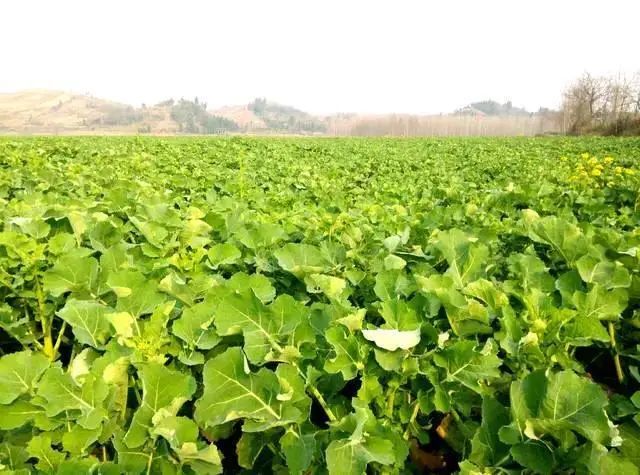 油菜病毒病的綜合治理