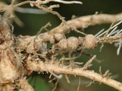 大豆胞囊線蟲病的癥狀