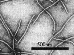 大豆花葉病的病原物