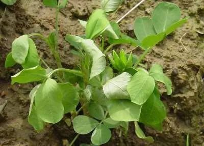 花生青枯病的發(fā)病因素