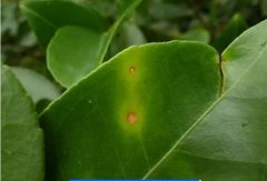 如何防治茶枝梢黑點病？