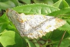 油桐尺蠖的生活習(xí)性及防治技術(shù)