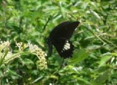 茶茸毒蛾的發(fā)生規(guī)律與防治