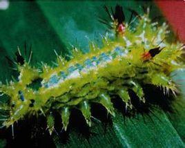 茶奕刺蛾的分布與危害