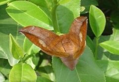 茶蠶的生活習(xí)性與發(fā)生規(guī)律