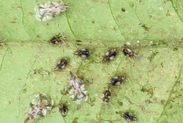 茶網(wǎng)蝽的生活習性