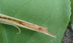 茶梢蛾的分布與危害