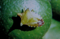 茶木蛾的生活習(xí)性與發(fā)生規(guī)律