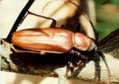 蔗根鋸天牛的防治技術(shù)