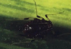 香蕉交脈蚜的發(fā)生規(guī)律