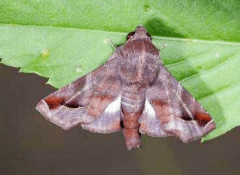 芒果橫線尾夜蛾的習(xí)性