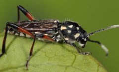 脊胸天牛的生活習(xí)性