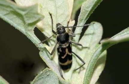 咖啡天牛的種類(lèi)與防治技術(shù)（下）